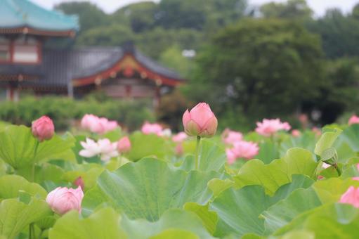 蓮の花のつぼみ 上野公園 不忍池 蓮の花のつぼみ 上野公園 不忍池の写真