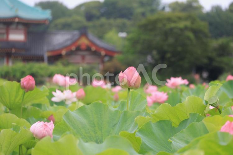 蓮の花のつぼみ　上野公園　不忍池 ハス,蓮の花,上野公園の写真素材