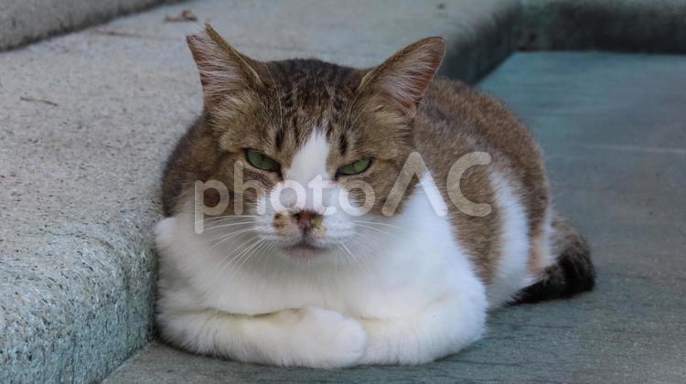 香箱座りでカメラ目線のもふもふで可愛い猫 猫,キジシロ,香箱座りの写真素材