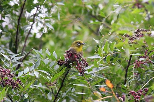 メジロ メジロ,鳥,野性の写真素材