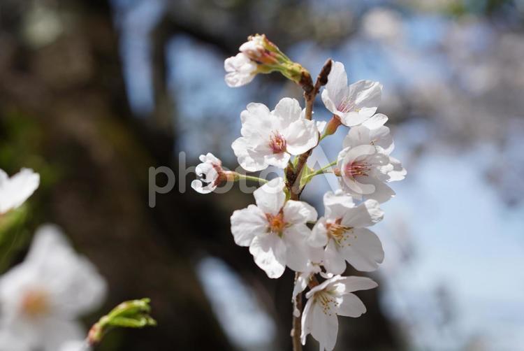 春晴れのソメイヨシノ　アップ 桜,アップ,サクラの写真素材