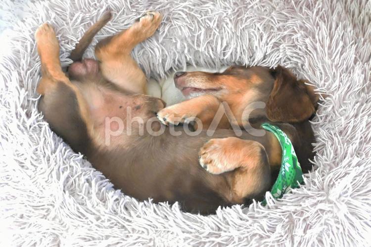 天真爛漫 ... 犬,かわいい,ミニチュアダックスの写真素材