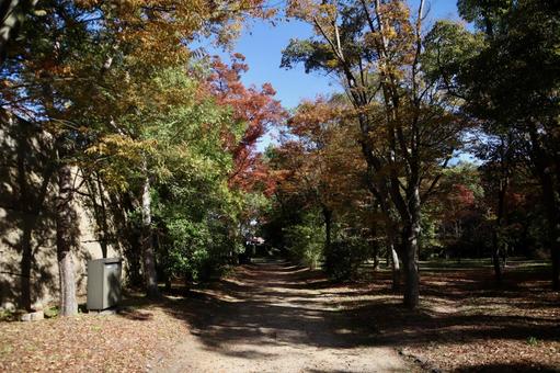 大阪城公園の小道 小道,散歩道,秋の写真素材