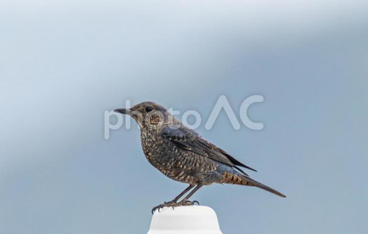 イソヒヨドリ イソヒヨドリ,野鳥,鳥の写真素材