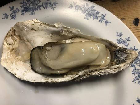 生牡蠣 生牡蠣 牡蠣,貝,食べ物の写真素材