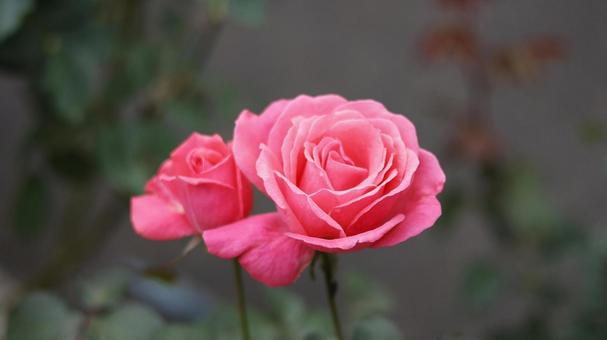 【花の写真】ばらの花 rose,植物,園芸の写真素材