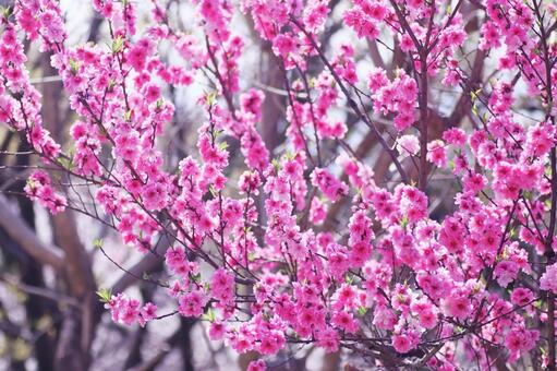 Beautiful peach blossoms in full bloom, JPG Beautiful peach blossoms in full bloom, JPG