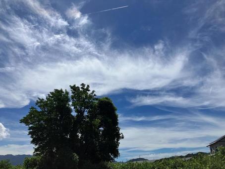 真夏の樹木と青空と飛行機雲 真夏の樹木と青空と飛行機雲 日差し,自然,眩しいの写真素材
