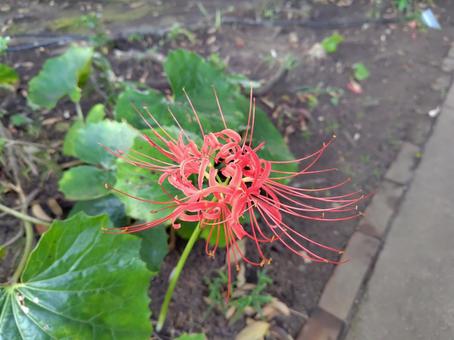 植物の花 植物の花の写真