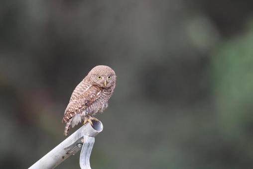 オオスズメフクロウ オオスズメフクロウの写真