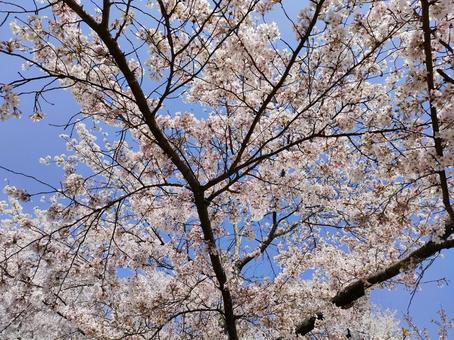 桜 桜の写真