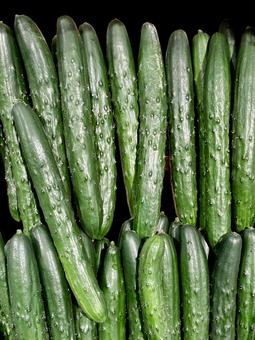 野菜・キュウリ キュウリ,黄瓜,胡瓜の写真素材