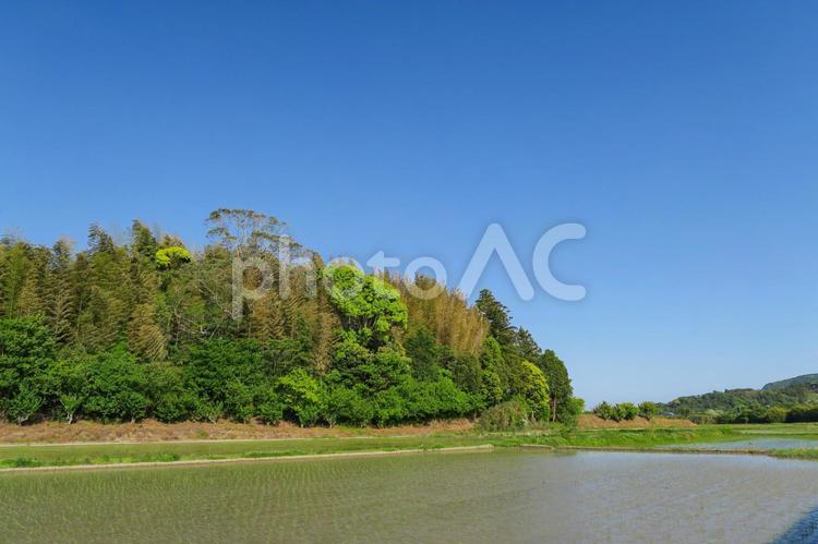 森と水田 新緑,水田,畑の写真素材