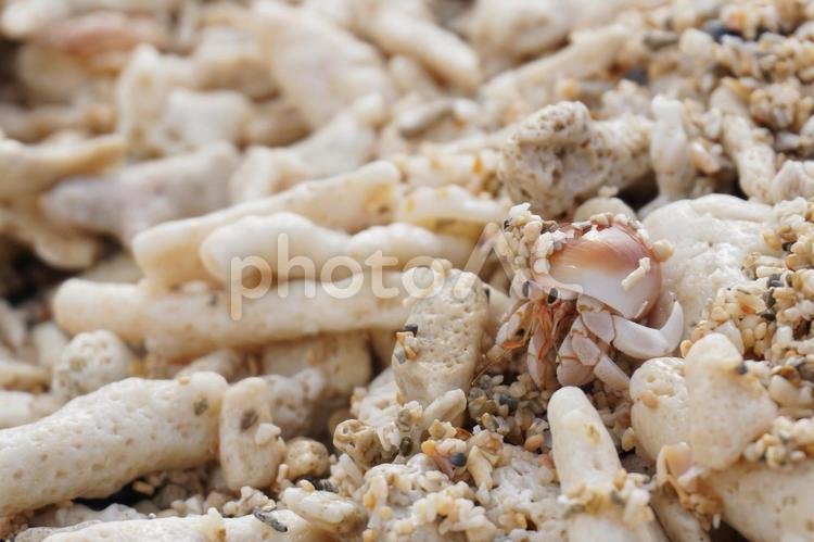砂浜と珊瑚とヤドカリ ヤドカリ,砂浜,海の写真素材