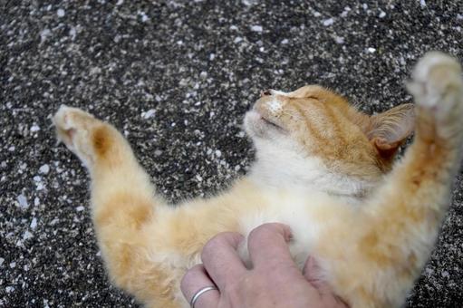 Relaxed stray cat, JPG