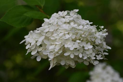 軽井沢町植物園で撮ったミナズキ 軽井沢町植物園で撮ったミナズキの写真