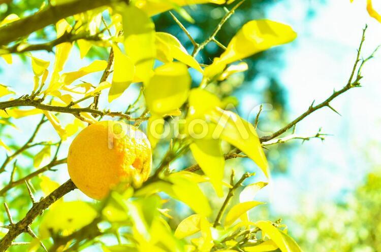 木に実ったユズ テクスチャ,背景,壁紙の写真素材