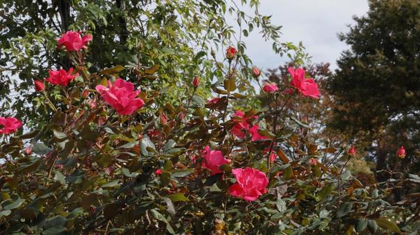 【花の写真】ばらの花 rose,植物,園芸の写真素材