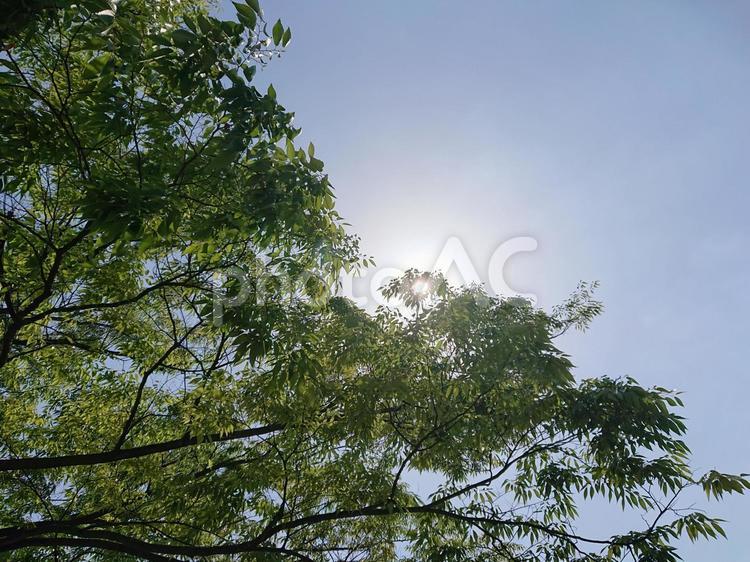 光が差し込む木 自然,太陽,空の写真素材