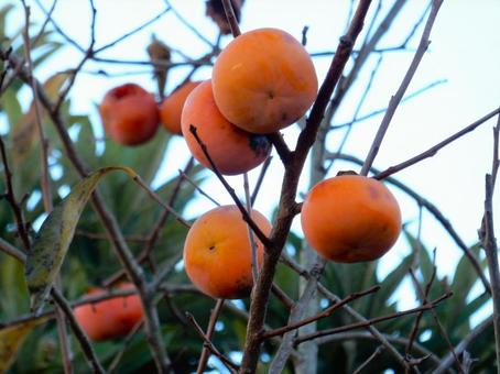 【風景写真】柿の実 柿,カキ,葉の写真素材