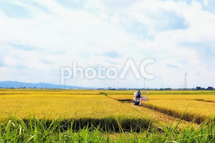 田んぼ　秋　収穫の時 田んぼ,水田,田の写真素材
