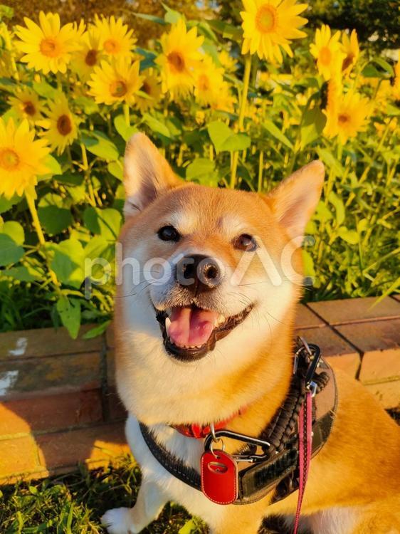 ひまわりの前でポーズする柴犬くるみです！ 犬,柴犬,シバの写真素材