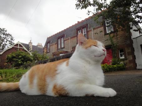 スコットランドのもふもふ猫さん 猫,イギリス,スコットランドの写真素材