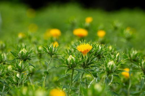 Photo, early summer, flower, safflower, 