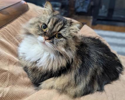 にゃんこ 猫,ミヌエット,ナポレオンの写真素材