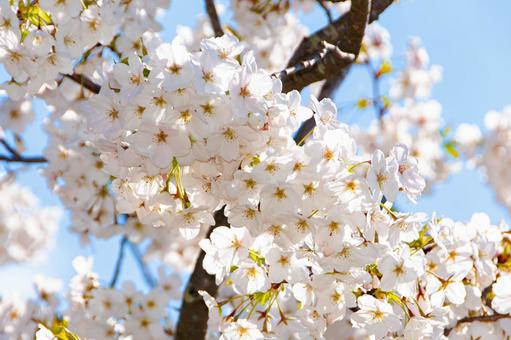 青空に映える満開の桜 6 桜,ソメイヨシノ,サクラの写真素材