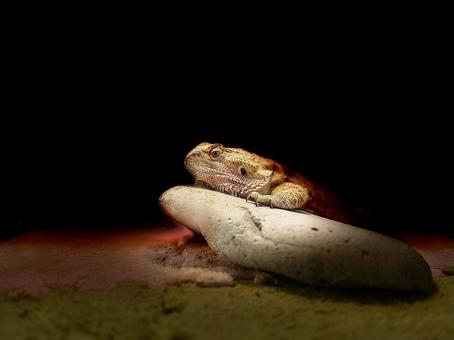 佇むフトアゴヒゲトカゲ 佇むフトアゴヒゲトカゲ アンニュイ,フトアゴヒゲトカゲ,フトアゴの写真素材