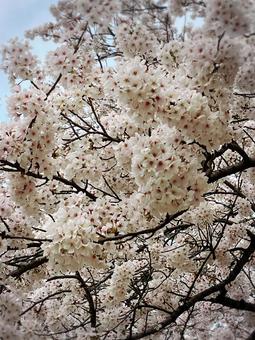桜 桜の写真