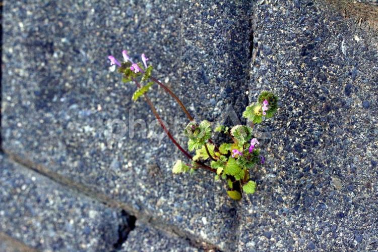 石垣の間に咲く小さな花 小さい,雑草,道端の写真素材
