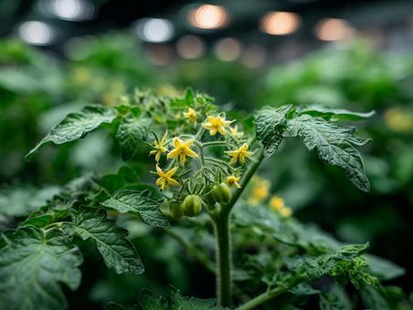 新鮮なトマトが実る前の白い花 新鮮なトマトが実る前の白い花の写真