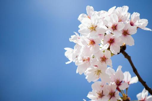 桜と青空 #3の写真
