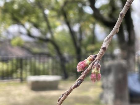 桜の蕾 桜の蕾の写真