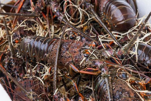 伊勢エビ2（田原市） 伊勢エビ,海老,魚介の写真素材