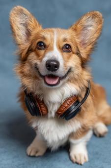 癒やしと笑顔を届けるコーギー 癒やしと笑顔を届けるコーギーの写真