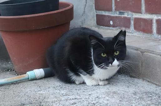 猫のヒゲ 猫,動物,風景の写真素材