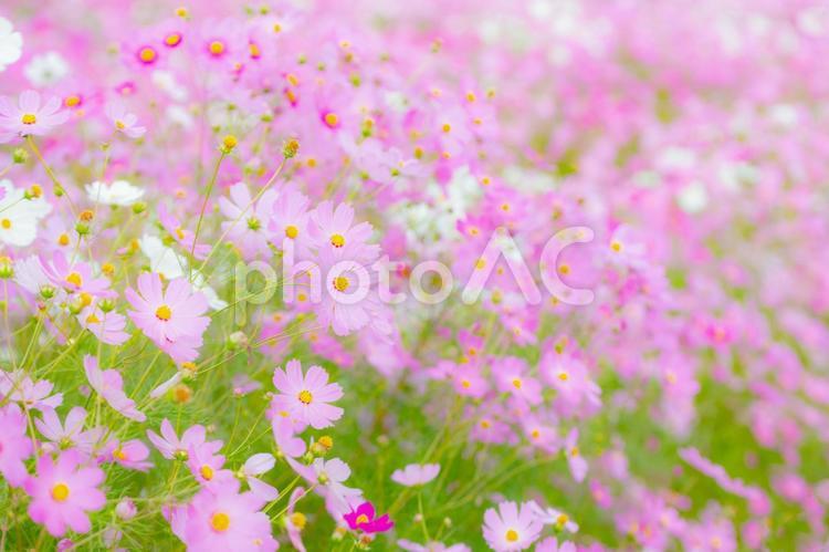 コスモスの花畑の風景 コスモス,コスモス畑,花畑の写真素材