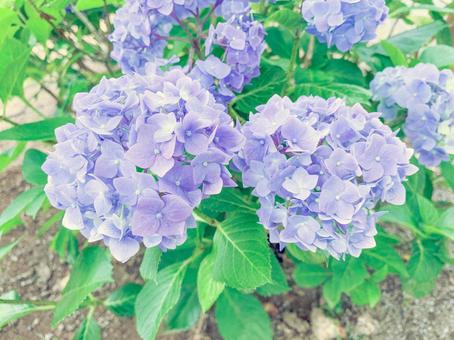 紫陽花 紫陽花の写真