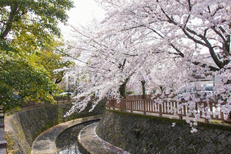岐阜県大垣市の水門川付近の桜並木 4月,cherryblossoms,flowerの写真素材
