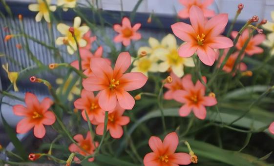 私の愛は海の如くの写真