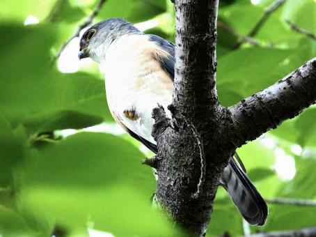 Photo, bird, wild bird, tsumi, 