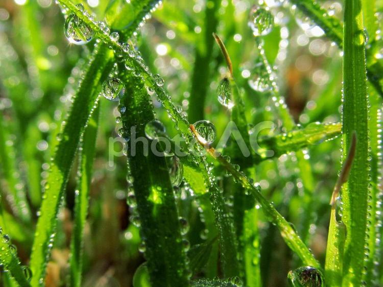 水滴と緑の葉　Water drop 水滴,雨,朝つゆの写真素材