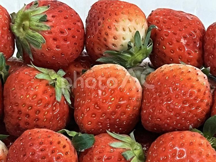 いちご　さぬきひめ いちご,strawberry,フルーツの写真素材