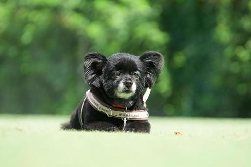伏せでポーズの黒ワンコ(ミックス犬) 伏せでポーズの黒ワンコ(ミックス犬) 犬,ミックス犬,可愛い犬の写真素材
