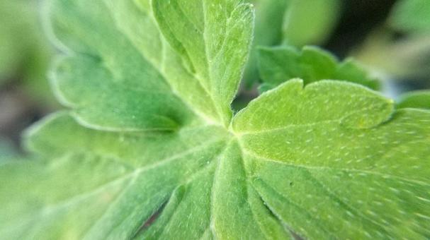 フウロソウ属の植物は区別が難しいの写真