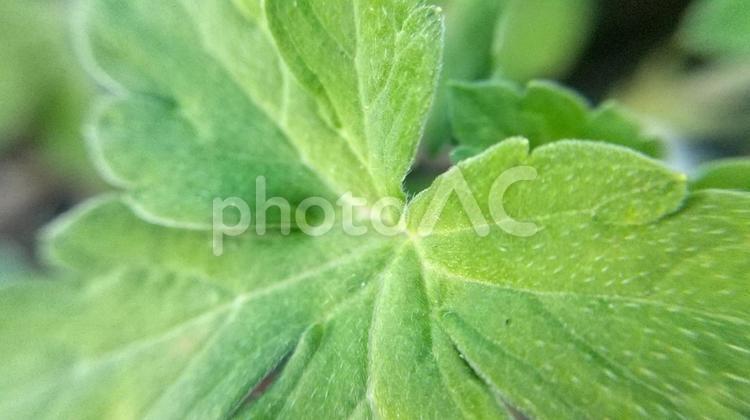 フウロソウ属の植物は区別が難しい ゲンノショウコ,アメリカフウロ,フウロソウの写真素材