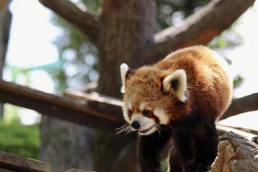 walking red panda, JPG walking red panda, JPG